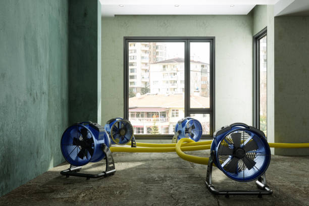 Best Mold removal after water damage  in Buffalo, NY